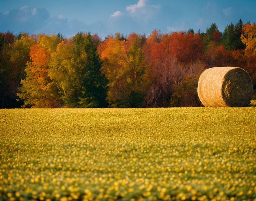 Hay Bale in Field of Yellow Flowers and Autumn Trees Against Blue Sky