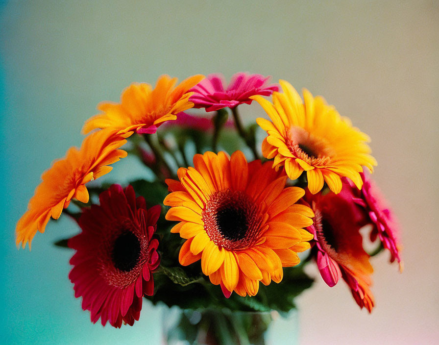 Colorful Gerbera Daisies Bouquet in Clear Vase