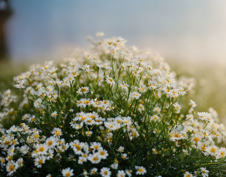 Cluster of white and yellow flowers in soft sunlight with hazy background