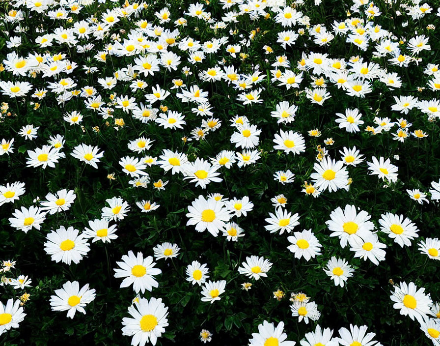 White daisies with yellow centers in dense green field