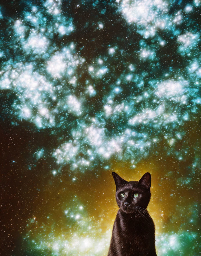 Black cat against vibrant cosmic star field in white, gold, and blue.