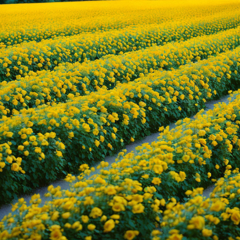 Rows of vibrant yellow marigold flowers in a large field