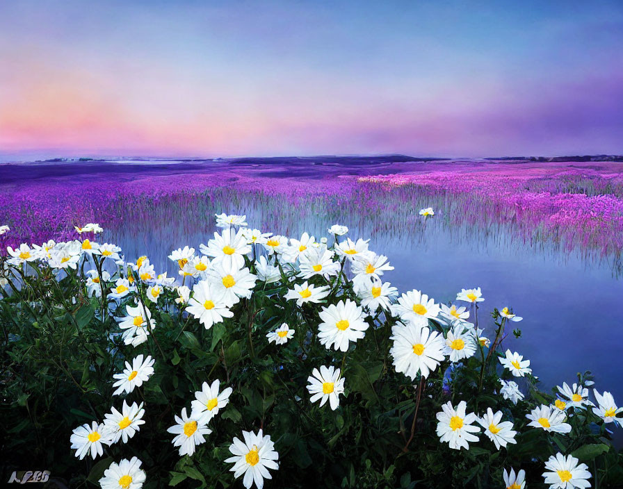 Tranquil landscape with white daisies and purple flowers under pastel sunset.