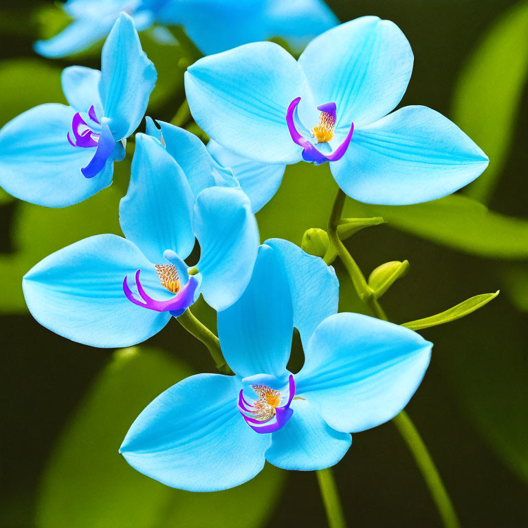 Vibrant Blue Orchids with Purple Accents on Green Background