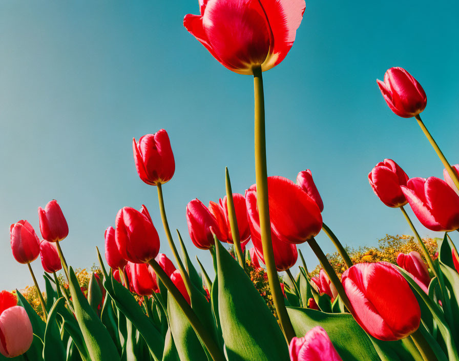 Bright red tulips with white fringed edges against blue sky