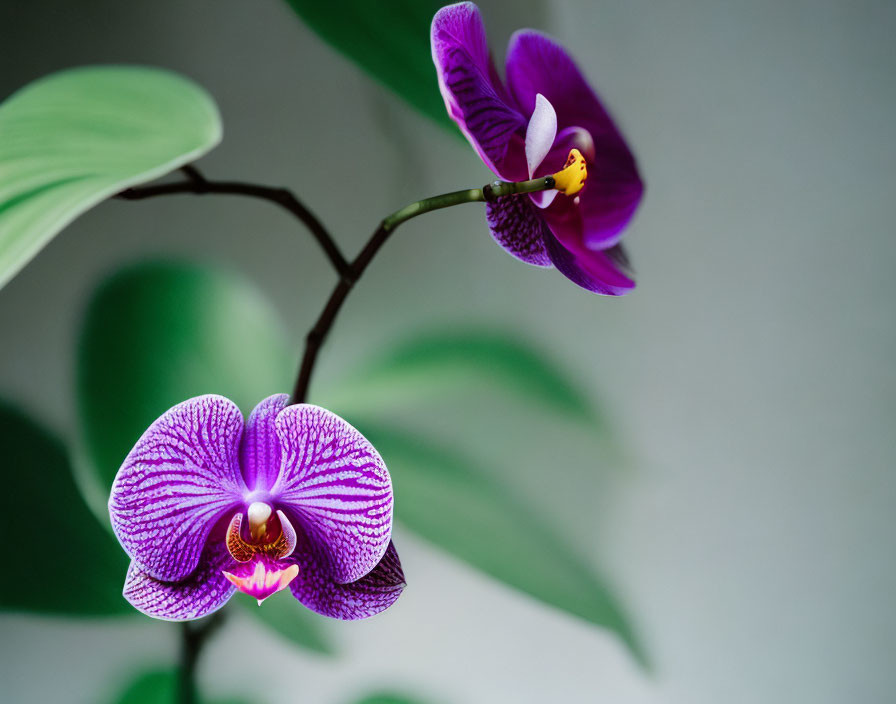 Vibrant purple orchids in full bloom and budding on soft green background