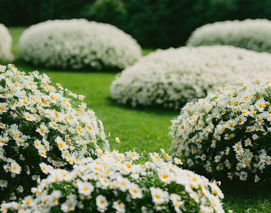 Round white flower-covered bushes in lush garden setting