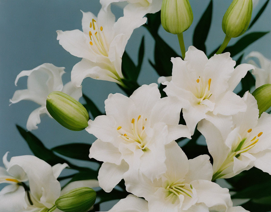 White lilies with yellow stamens and buds on blue backdrop