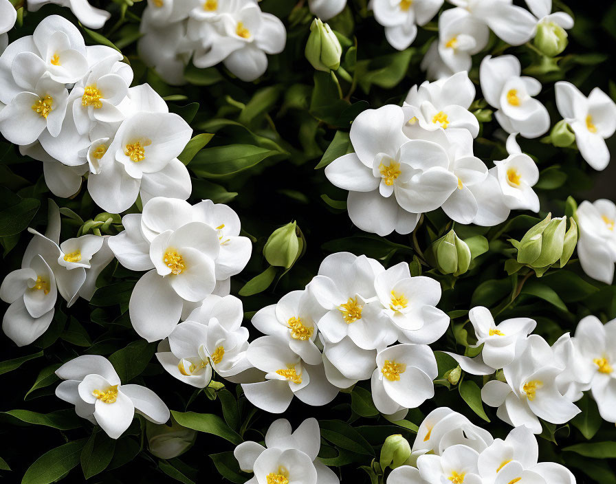 Cluster of Vibrant White Flowers with Yellow Centers and Green Leaves