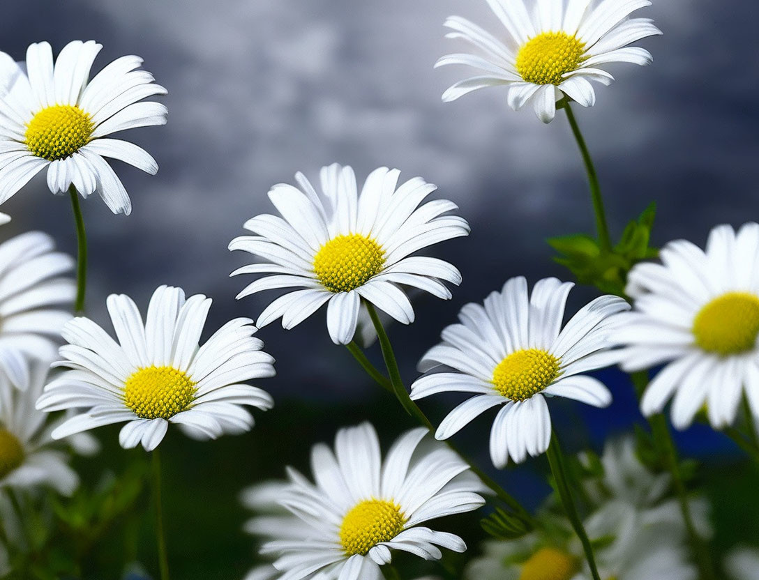 White daisies with yellow centers under stormy sky