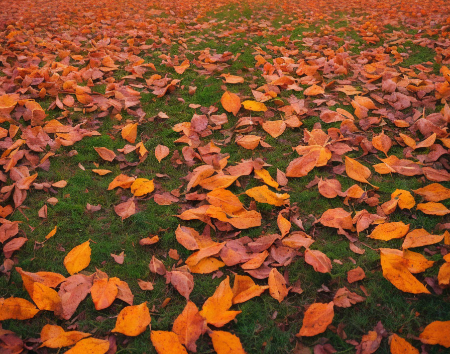 Vibrant Orange Fallen Leaves on Green Grass Field