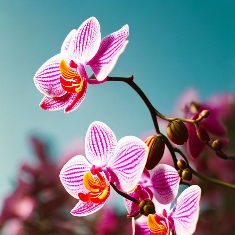 Pink and White Striped Orchid Flowers with Yellow Center on Blue Background