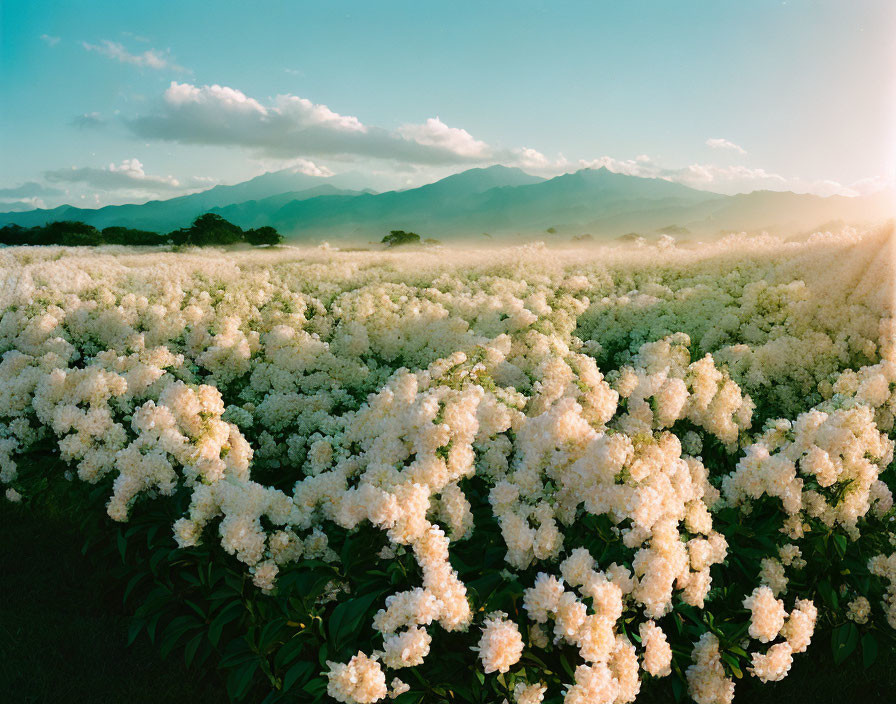 Scenic white flowers field with distant mountains in warm sunlight