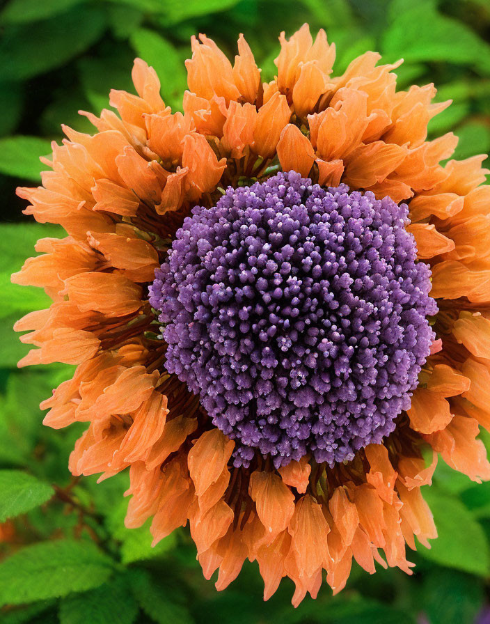 Vibrant orange flower with purple center and green leaves.