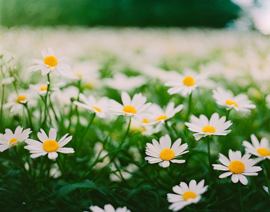 White daisies with yellow centers in soft focus against green background