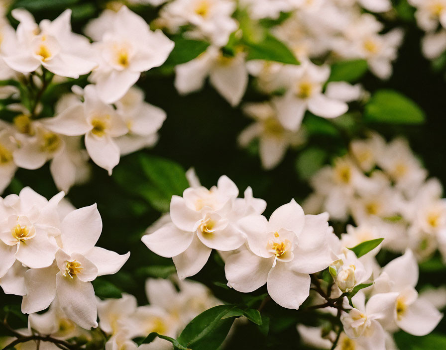 Blooming white star-shaped flowers with yellow centers and green leaves