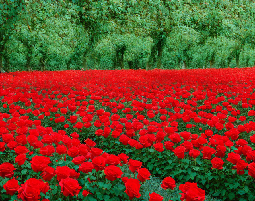 Lush Green Foliage with Vibrant Red Roses