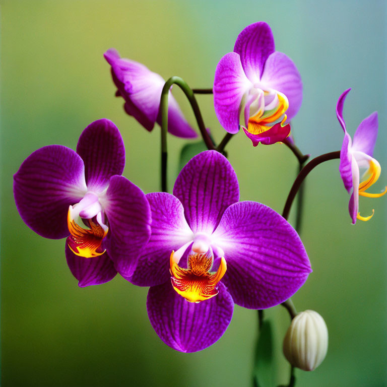 Colorful Purple Orchids with Yellow and White Centers on Soft Green Background