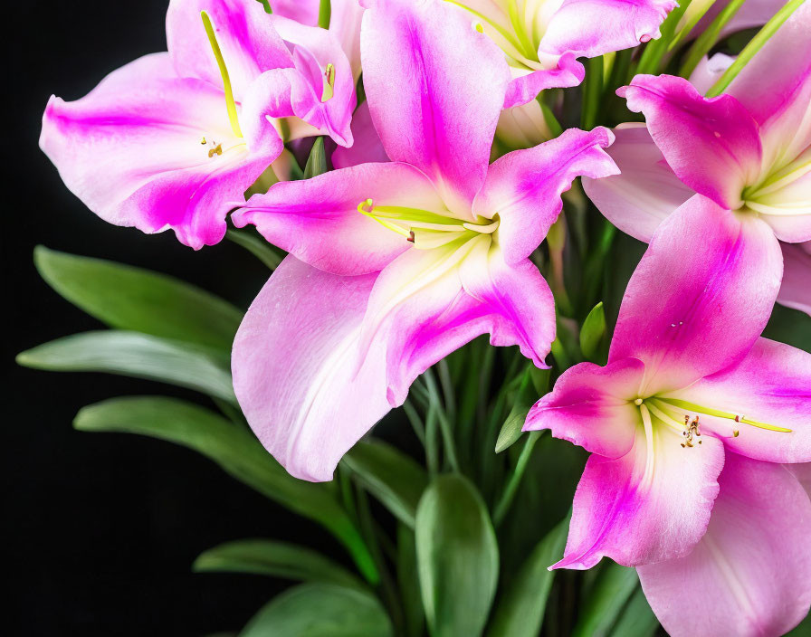 Vibrant Pink Lilies with Yellow Stamens on Black Background