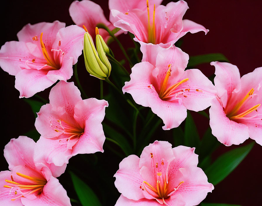 Pink lilies with prominent stamens on deep red background