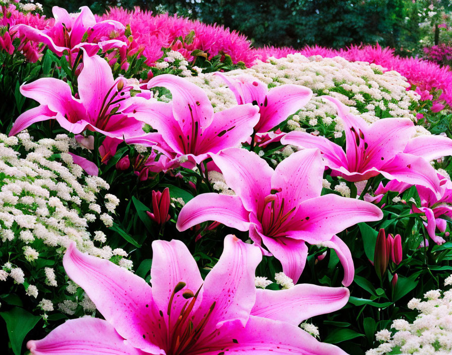 Vibrant Pink Lilies and White Flowers Among Green Foliage