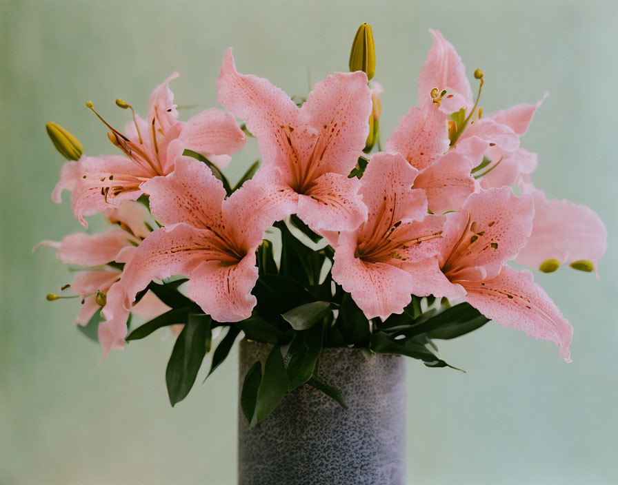 Pink lilies bouquet with spotted petals in textured gray vase on green background