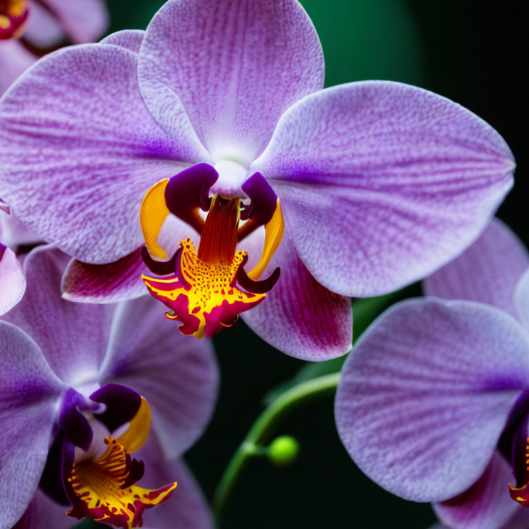 Vibrant purple and yellow orchids close-up with soft-focus background