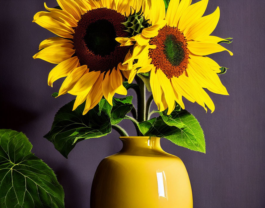 Bright yellow sunflowers in yellow vase on dark background