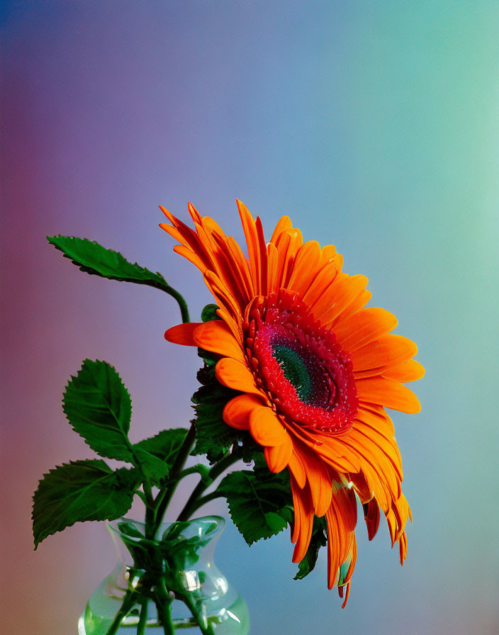 Orange Gerbera Daisy with Water Droplets in Clear Vase on Pastel Background