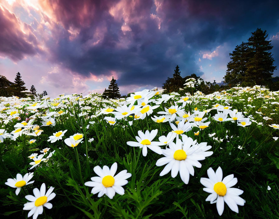 Scenic white daisies field under purple dusk sky