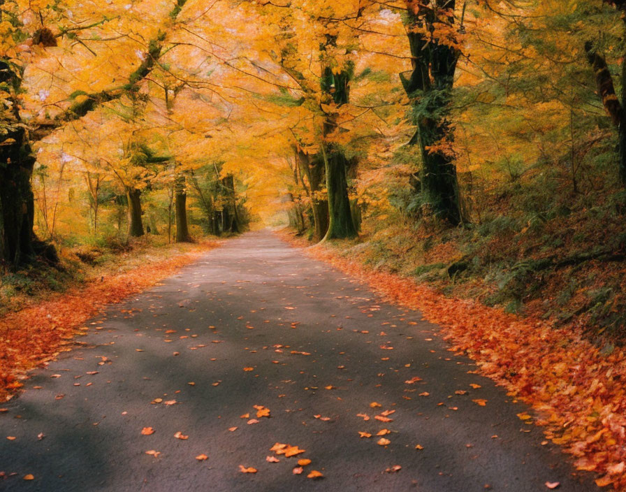 Tranquil autumn scene with vibrant trees and fallen leaves