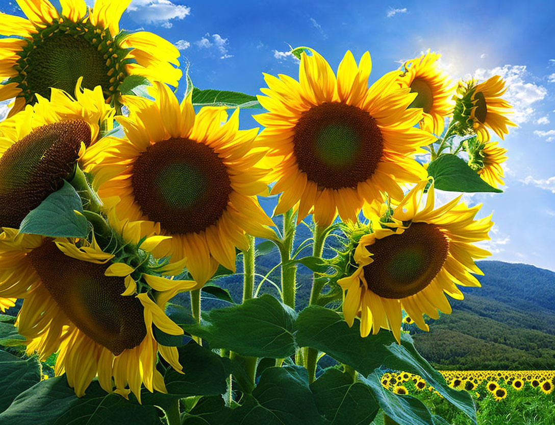 Bright sunflowers in a scenic landscape with blue sky and mountains