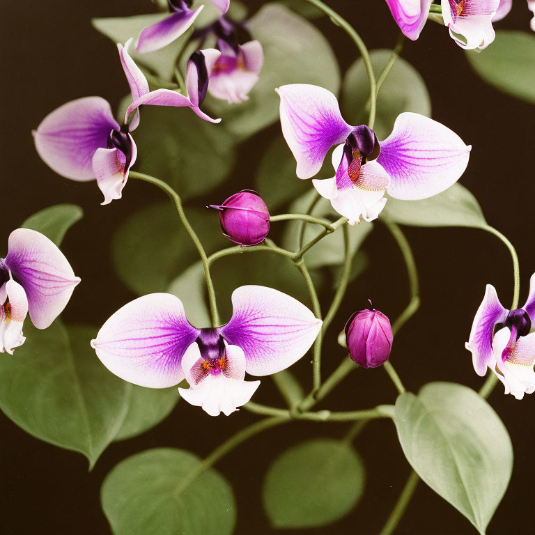 Purple and White Orchids with Yellow Core on Dark Background