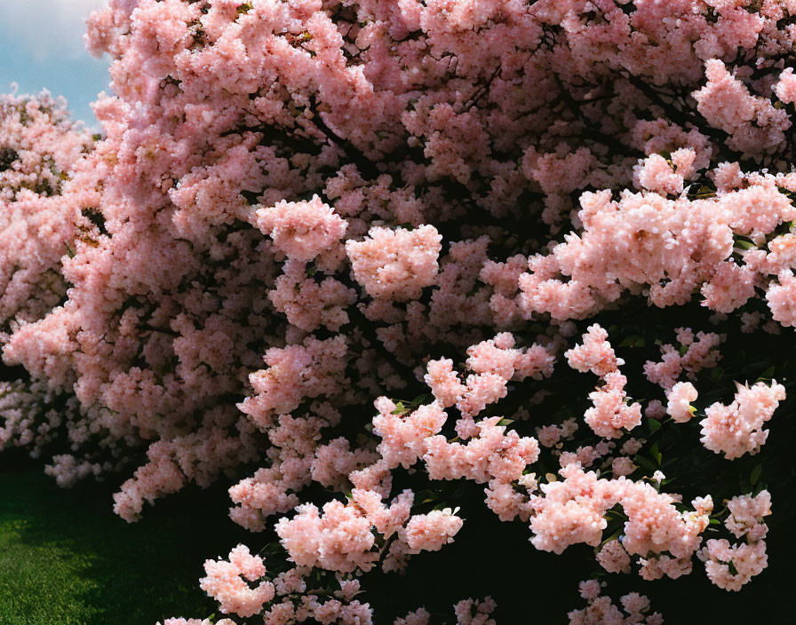 Vibrant pink cherry blossom tree in full bloom