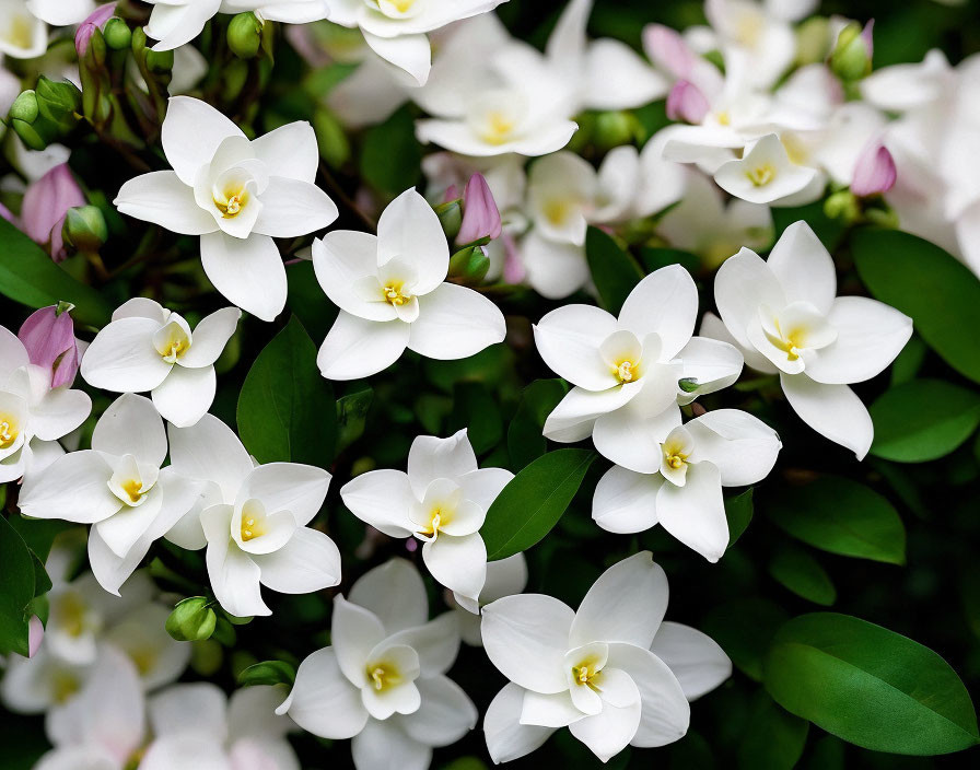 Beautiful White Jasmine Flowers with Yellow Centers and Pink Buds