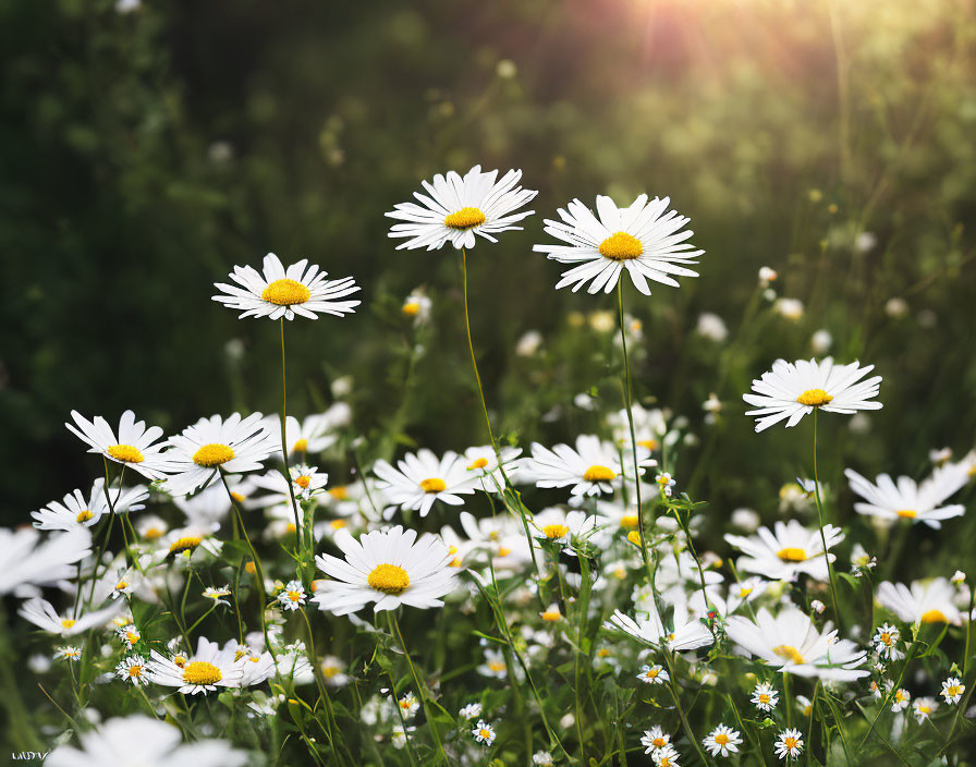 White daisies with yellow centers blooming in sunlight among green foliage.