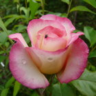 Vibrant digitally-enhanced rose with pink and yellow petals surrounded by green foliage