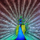 Colorful Peacock with Intricate Blue, Green, and Gold Feather Patterns