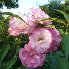 Detailed Pink Rose Mosaic on Geometric Black Background