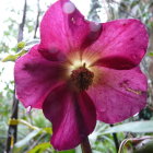 Large-scale pink and purple flower sculpture in white interior with skylight