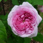 Large Pink Rose Artwork with Mosaic Texture