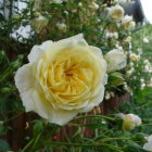 Monochrome rose with intricate petals on geometric mosaic background