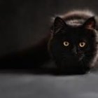 Striking black cat with yellow eyes on dark background