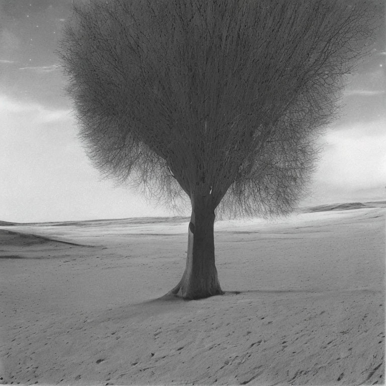 Leafless Tree on Sandy Terrain Under Cloudy Sky Displaying Dense Branch Network