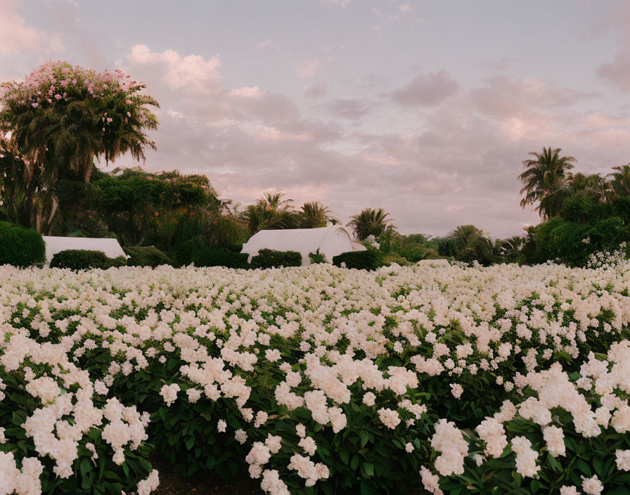 Tranquil garden with white flowers, palm trees, pink sky, and white tents