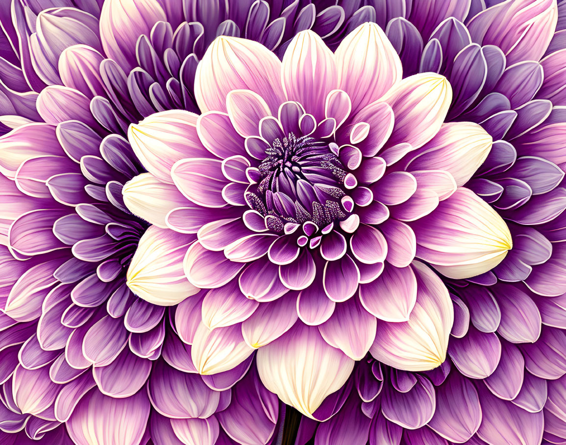 Detailed Close-up of Vibrant Purple and White Dahlia Flowers