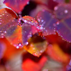 Colorful Sliced Citrus Fruits in Liquid Close-Up