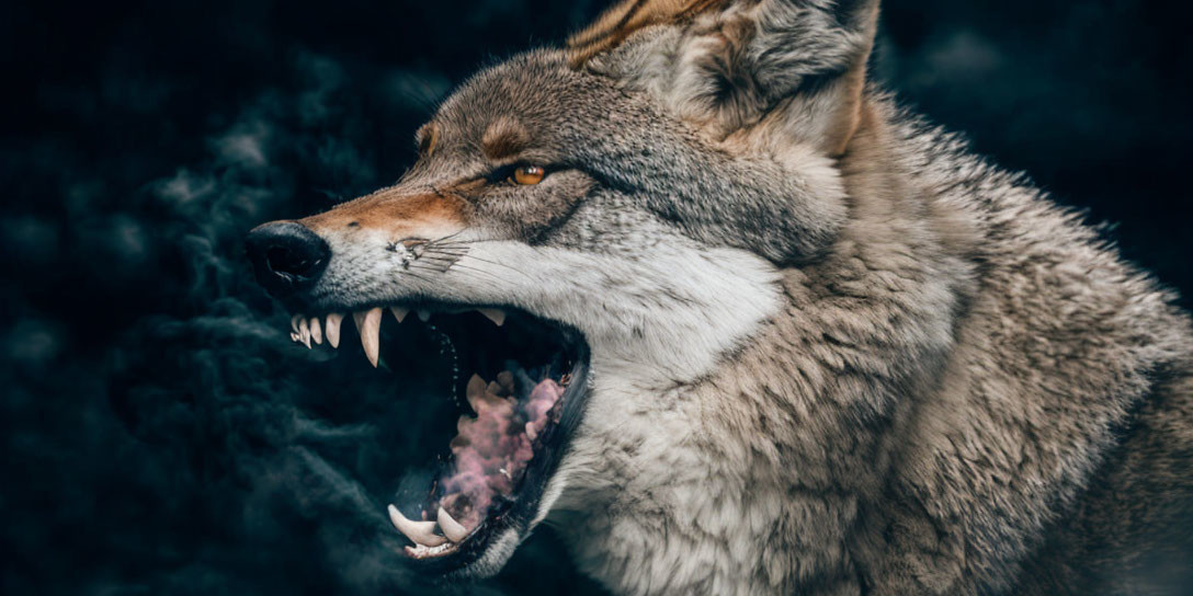 Snarling wolf with bared teeth on dark misty background