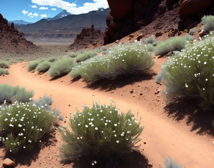 Scenic desert dirt road with green shrubs and white flowers