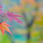 Colorful trees and misty hills in warm light